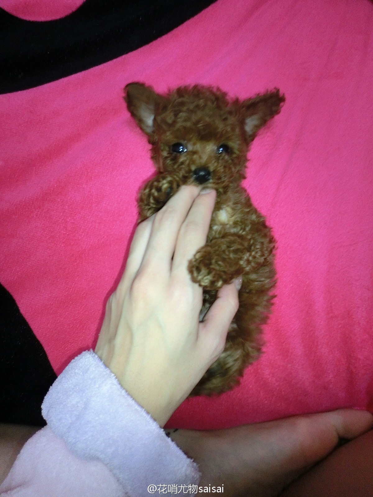 花哨尤物saisai的微博列表微女郎